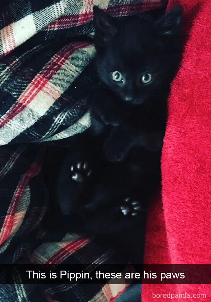 159 Hilarious Cat Snapchats That Will Leave You With The Biggest Smile (New Pics)