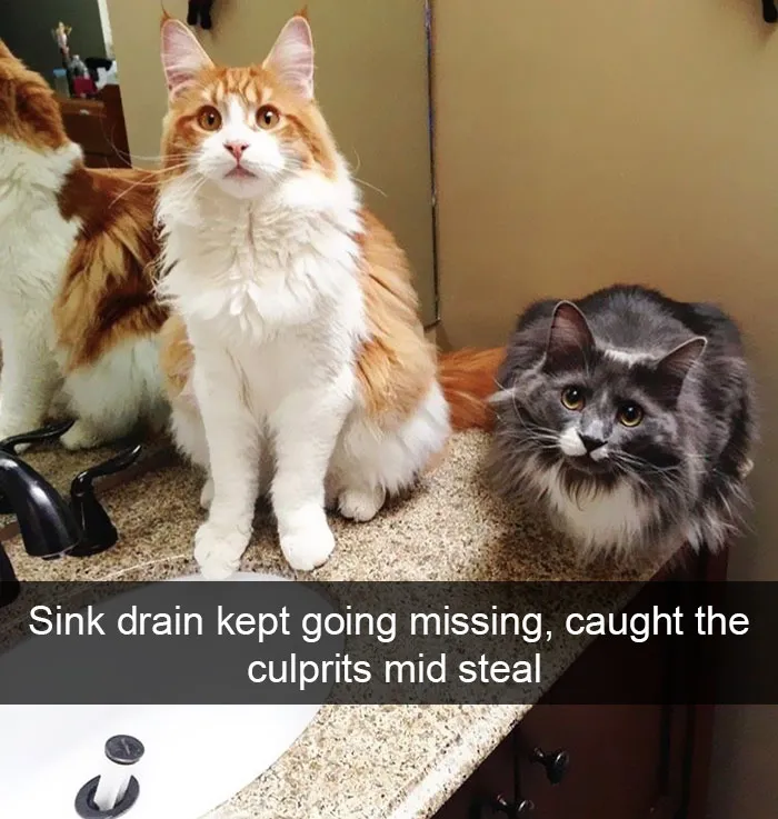 159 Hilarious Cat Snapchats That Will Leave You With The Biggest Smile (New Pics)
