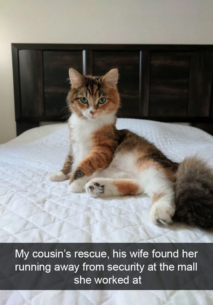 159 Hilarious Cat Snapchats That Will Leave You With The Biggest Smile (New Pics)