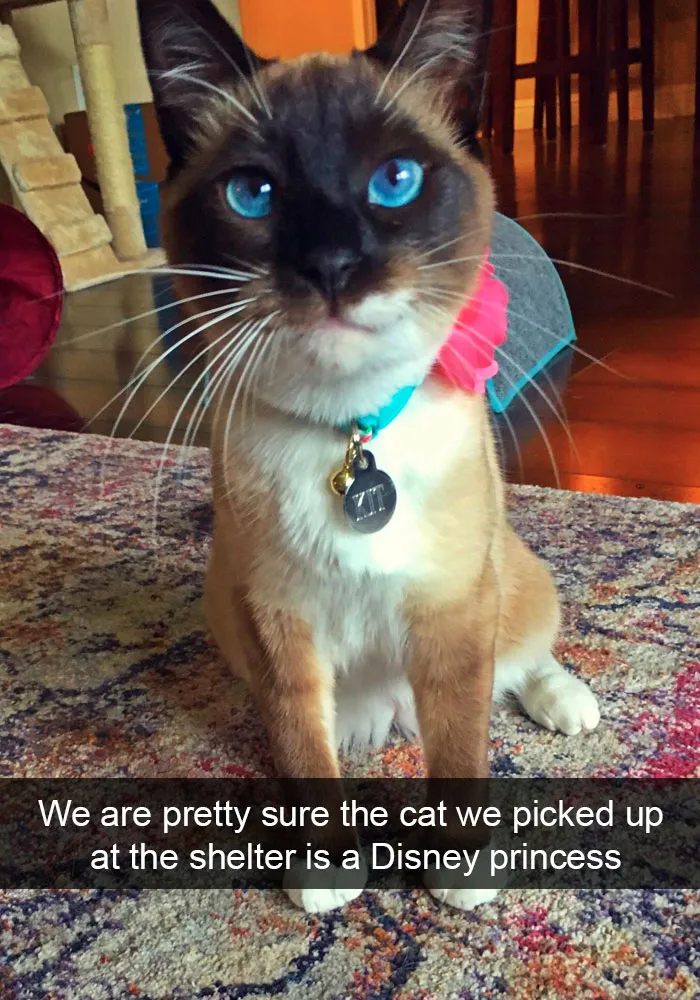 159 Hilarious Cat Snapchats That Will Leave You With The Biggest Smile (New Pics)