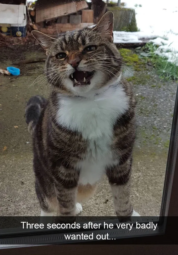 159 Hilarious Cat Snapchats That Will Leave You With The Biggest Smile (New Pics)