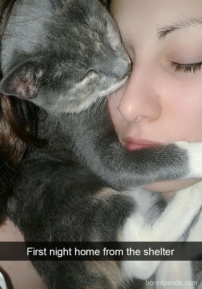 159 Hilarious Cat Snapchats That Will Leave You With The Biggest Smile (New Pics)
