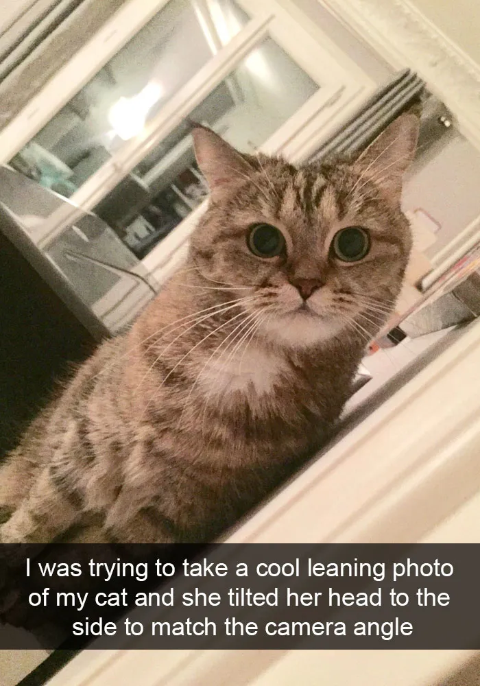 159 Hilarious Cat Snapchats That Will Leave You With The Biggest Smile (New Pics)