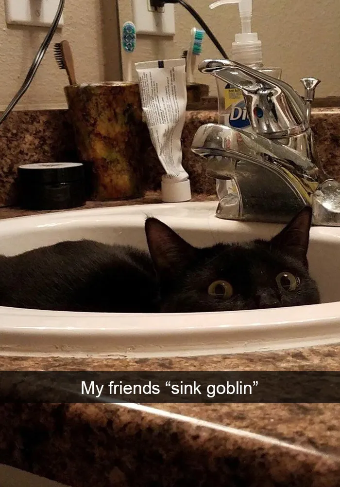 159 Hilarious Cat Snapchats That Will Leave You With The Biggest Smile (New Pics)