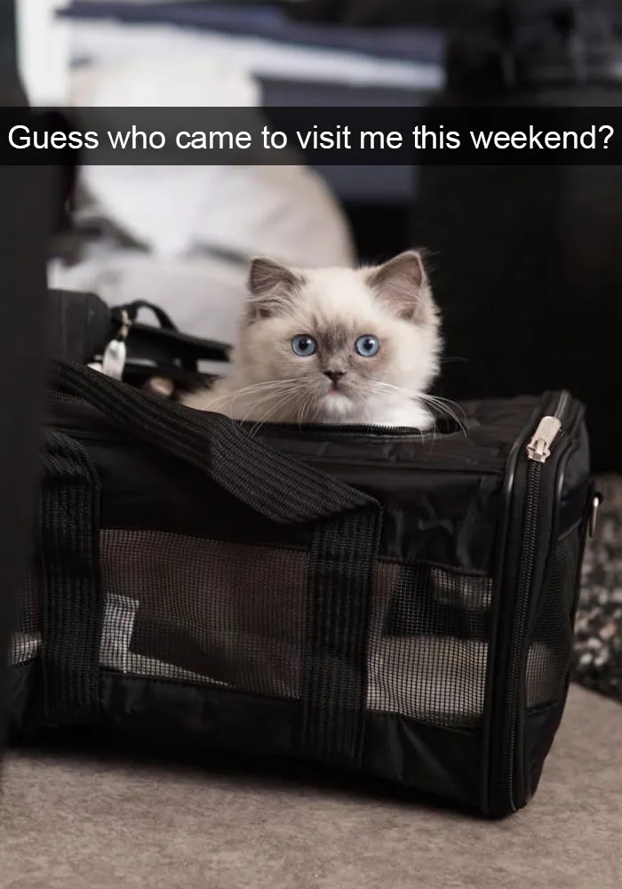 159 Hilarious Cat Snapchats That Will Leave You With The Biggest Smile (New Pics)