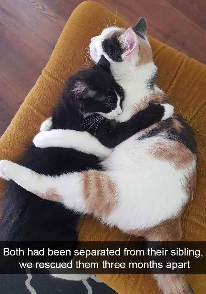 159 Hilarious Cat Snapchats That Will Leave You With The Biggest Smile (New Pics)