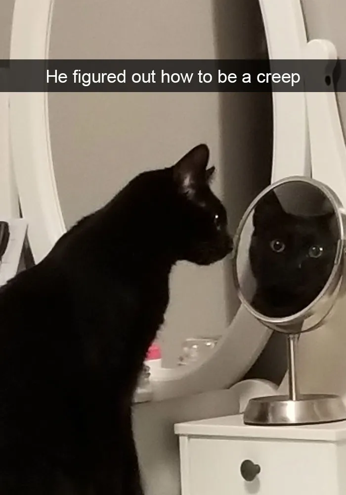 159 Hilarious Cat Snapchats That Will Leave You With The Biggest Smile (New Pics)