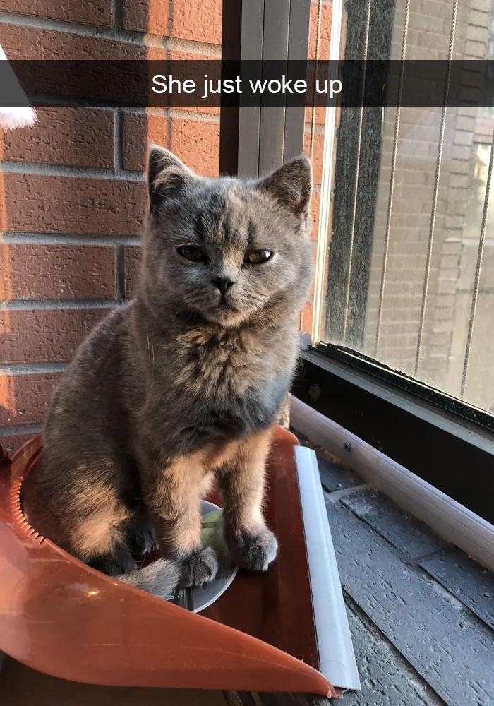 159 Hilarious Cat Snapchats That Will Leave You With The Biggest Smile (New Pics)