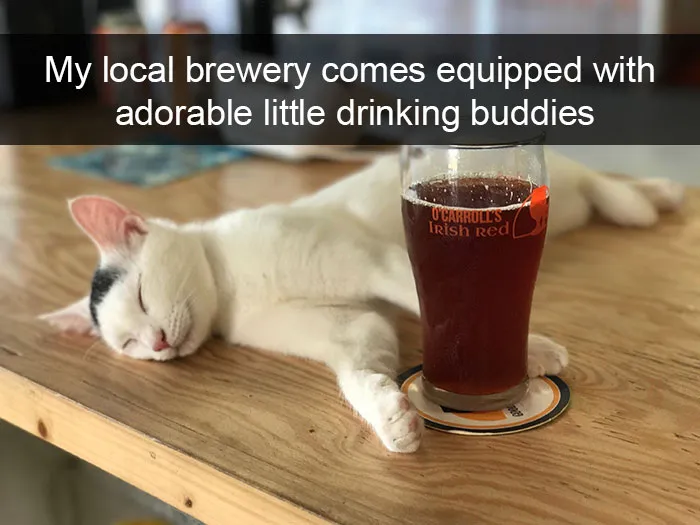 159 Hilarious Cat Snapchats That Will Leave You With The Biggest Smile (New Pics)