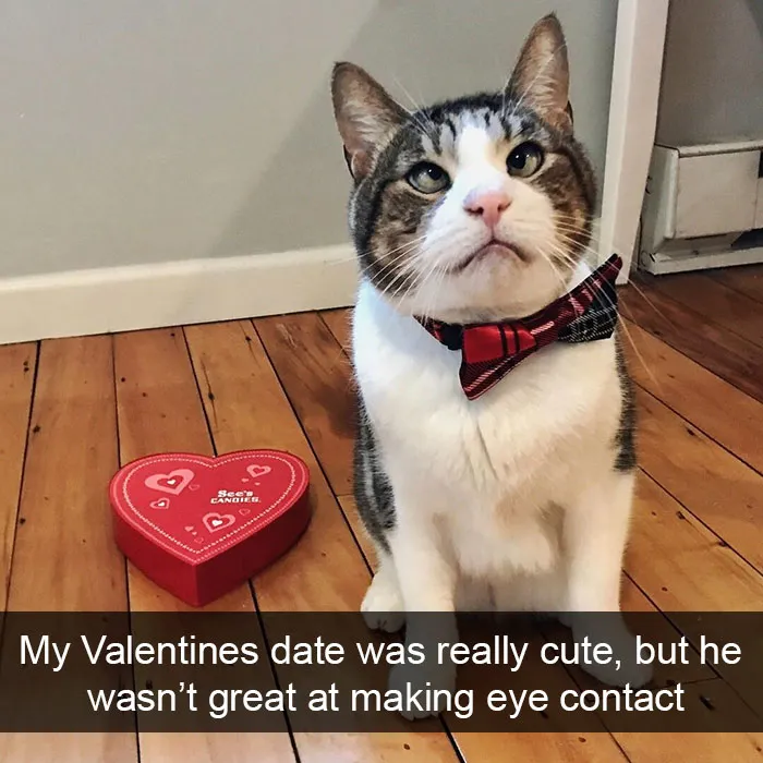 159 Hilarious Cat Snapchats That Will Leave You With The Biggest Smile (New Pics)