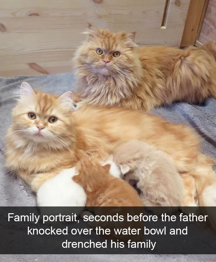159 Hilarious Cat Snapchats That Will Leave You With The Biggest Smile (New Pics)