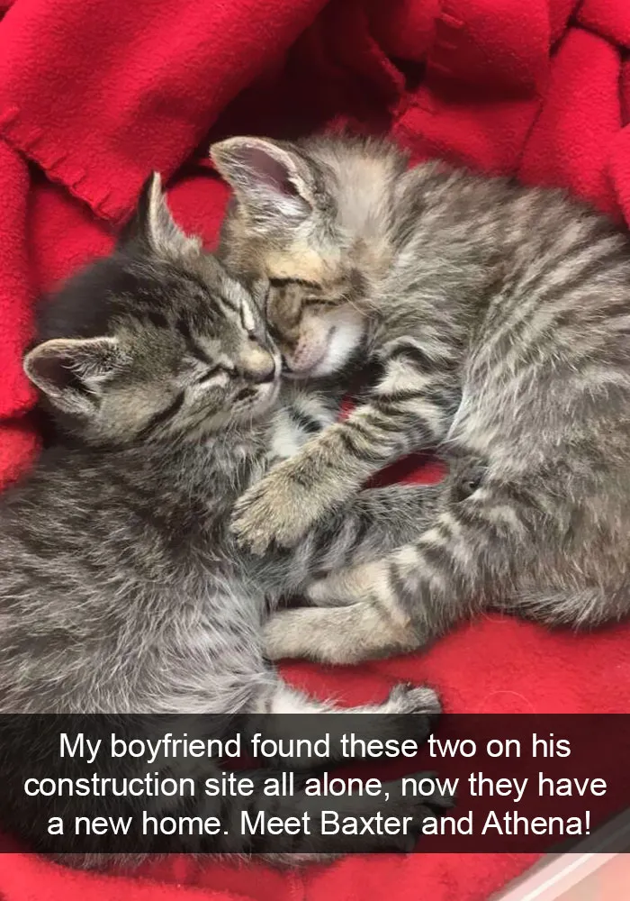 159 Hilarious Cat Snapchats That Will Leave You With The Biggest Smile (New Pics)
