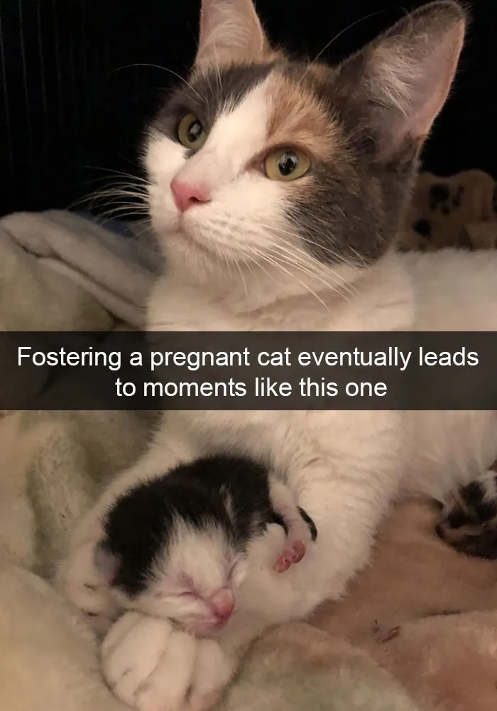 159 Hilarious Cat Snapchats That Will Leave You With The Biggest Smile (New Pics)