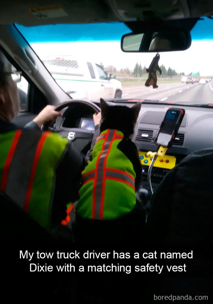 159 Hilarious Cat Snapchats That Will Leave You With The Biggest Smile (New Pics)