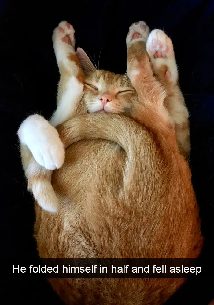 159 Hilarious Cat Snapchats That Will Leave You With The Biggest Smile (New Pics)