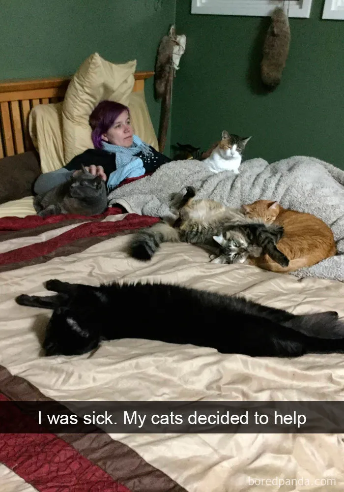 159 Hilarious Cat Snapchats That Will Leave You With The Biggest Smile (New Pics)