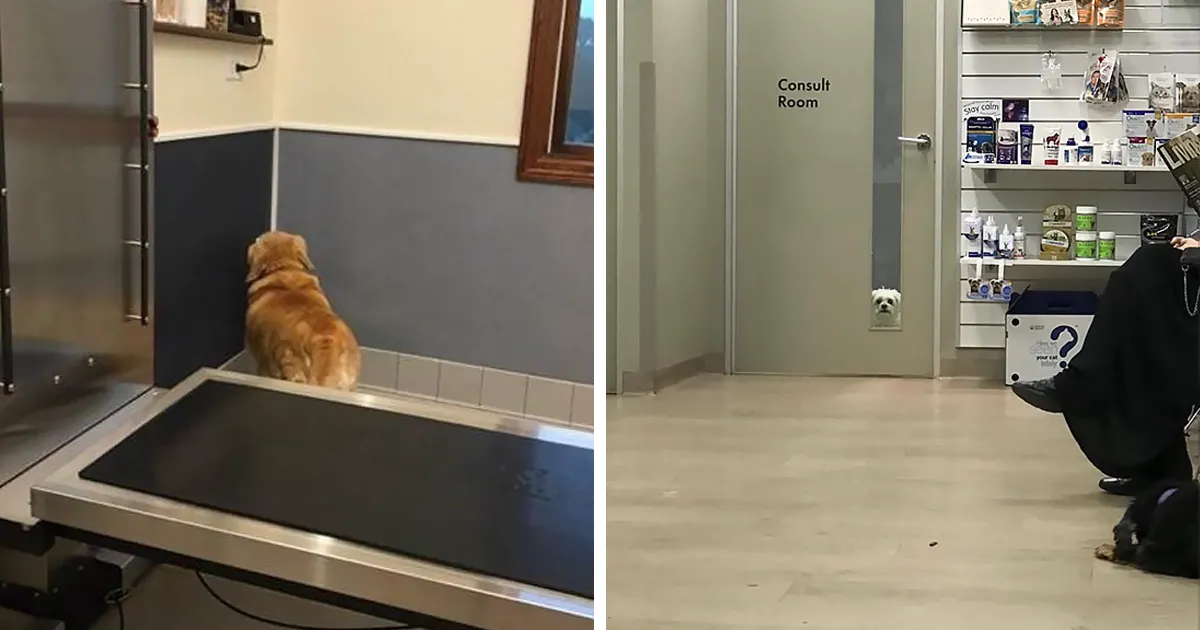 10+ Divertidas reacciones de perros al darse cuenta de que no van al parque, sino al veterinario