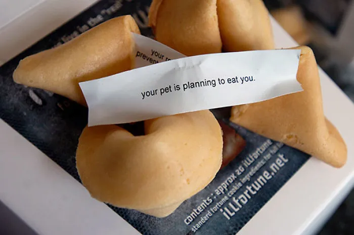 Fortune cookie with a sassy message: "Your pet is planning to eat you."