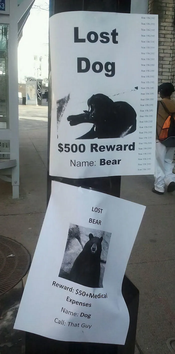 Lost Dog