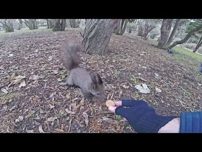 Coming Into The World Of Squirrels. Most Friendly Wildneighbours. They Are Eating From My Hand...wow