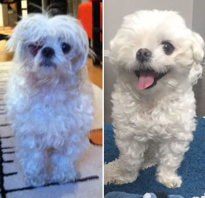 25+ Fotos de perros antes y después de ser adoptados que te derretirán el corazón