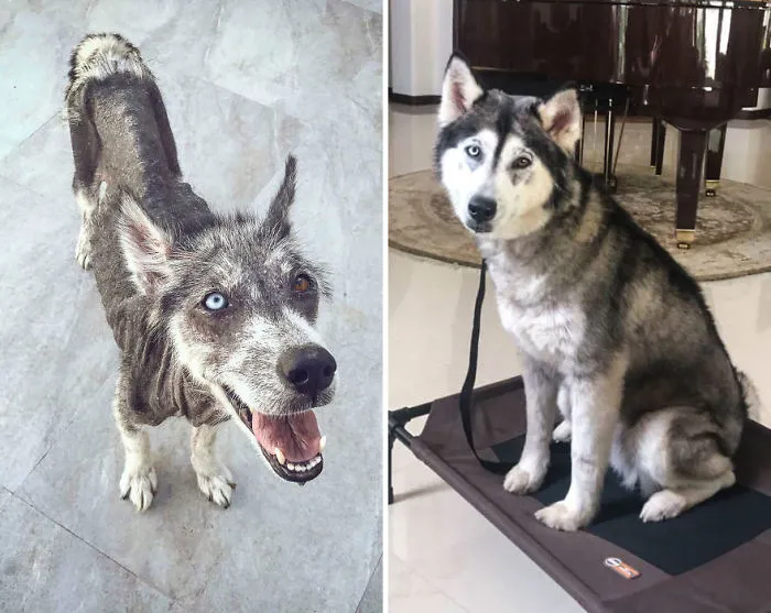 25+ Fotos de perros antes y después de ser adoptados que te derretirán el corazón