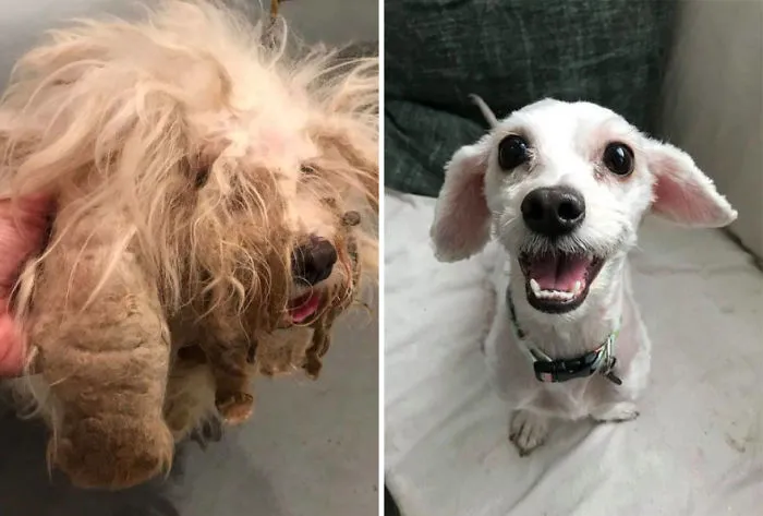 25+ Fotos de perros antes y después de ser adoptados que te derretirán el corazón