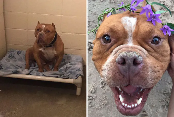25+ Fotos de perros antes y después de ser adoptados que te derretirán el corazón