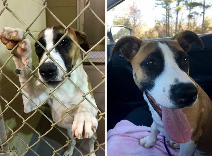 25+ Fotos de perros antes y después de ser adoptados que te derretirán el corazón