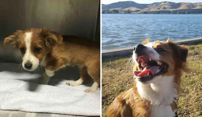 25+ Fotos de perros antes y después de ser adoptados que te derretirán el corazón