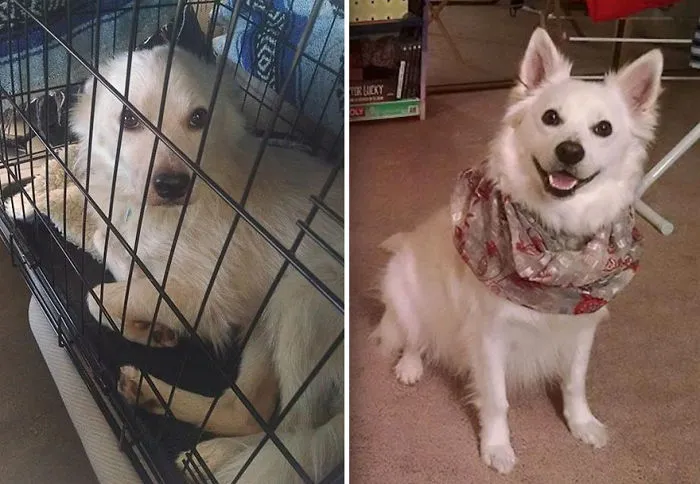 Ajax antes y tras 8 meses