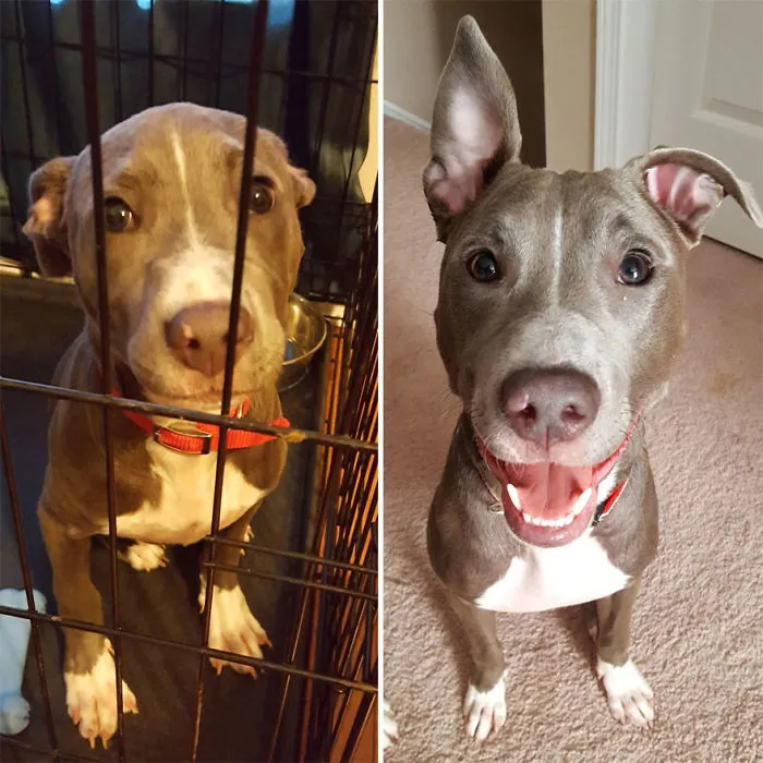 25+ Fotos de perros antes y después de ser adoptados que te derretirán el corazón