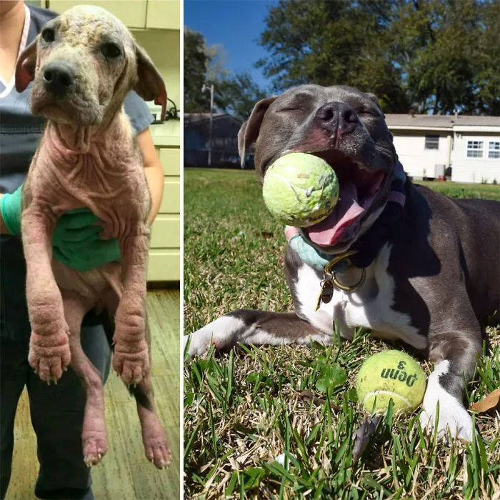 25+ Fotos de perros antes y después de ser adoptados que te derretirán el corazón