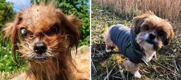 25+ Fotos de perros antes y después de ser adoptados que te derretirán el corazón