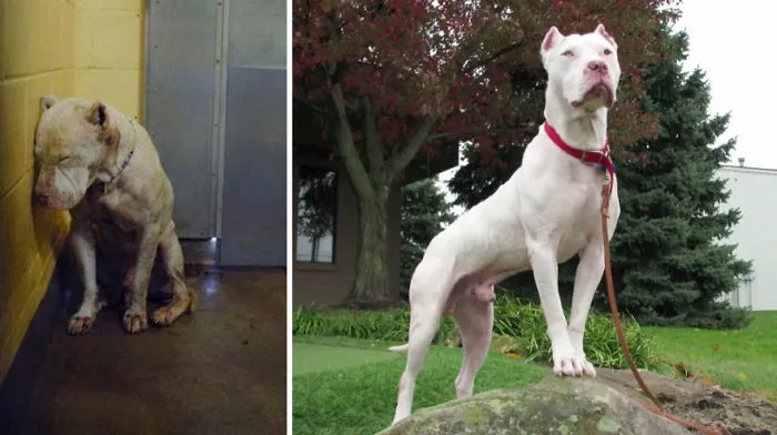 25+ Fotos de perros antes y después de ser adoptados que te derretirán el corazón