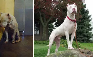 30 Photos Of Dogs Before & After Their Adoption That Will Melt Your Heart