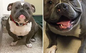30 Photos Of Dogs Before & After Their Adoption That Will Melt Your Heart