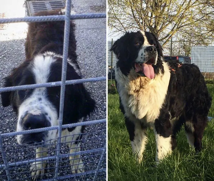 25+ Fotos de perros antes y después de ser adoptados que te derretirán el corazón