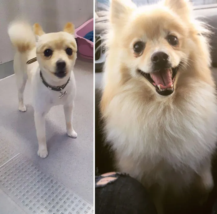 25+ Fotos de perros antes y después de ser adoptados que te derretirán el corazón