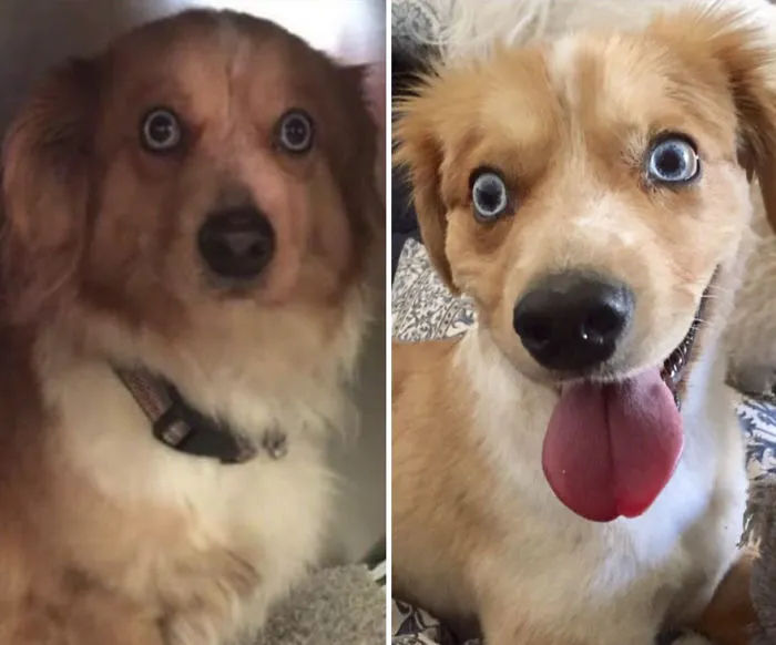 25+ Fotos de perros antes y después de ser adoptados que te derretirán el corazón