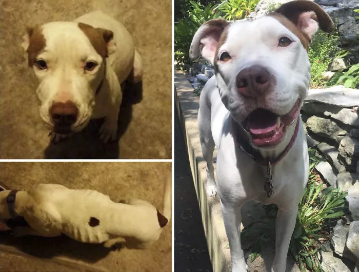 25+ Fotos de perros antes y después de ser adoptados que te derretirán el corazón