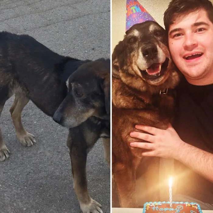 25+ Fotos de perros antes y después de ser adoptados que te derretirán el corazón