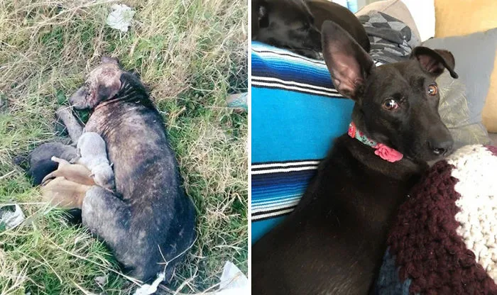 25+ Fotos de perros antes y después de ser adoptados que te derretirán el corazón