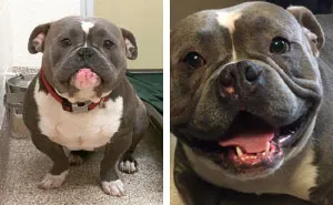 30 Photos Of Dogs Before & After Their Adoption That Will Melt Your Heart