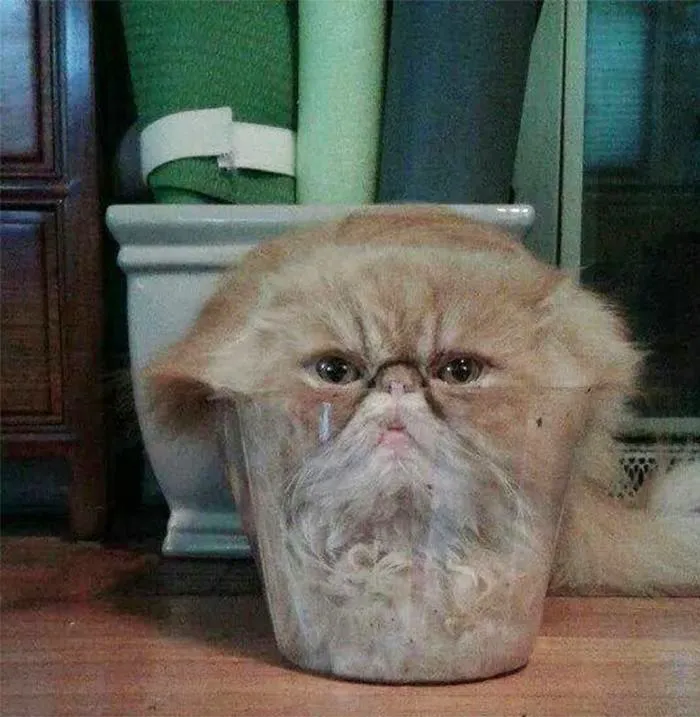 Cat Climbed Into Clear Plastic Flower Pot