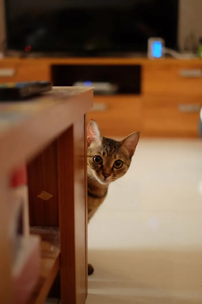 Am I A Cat Person Now?
