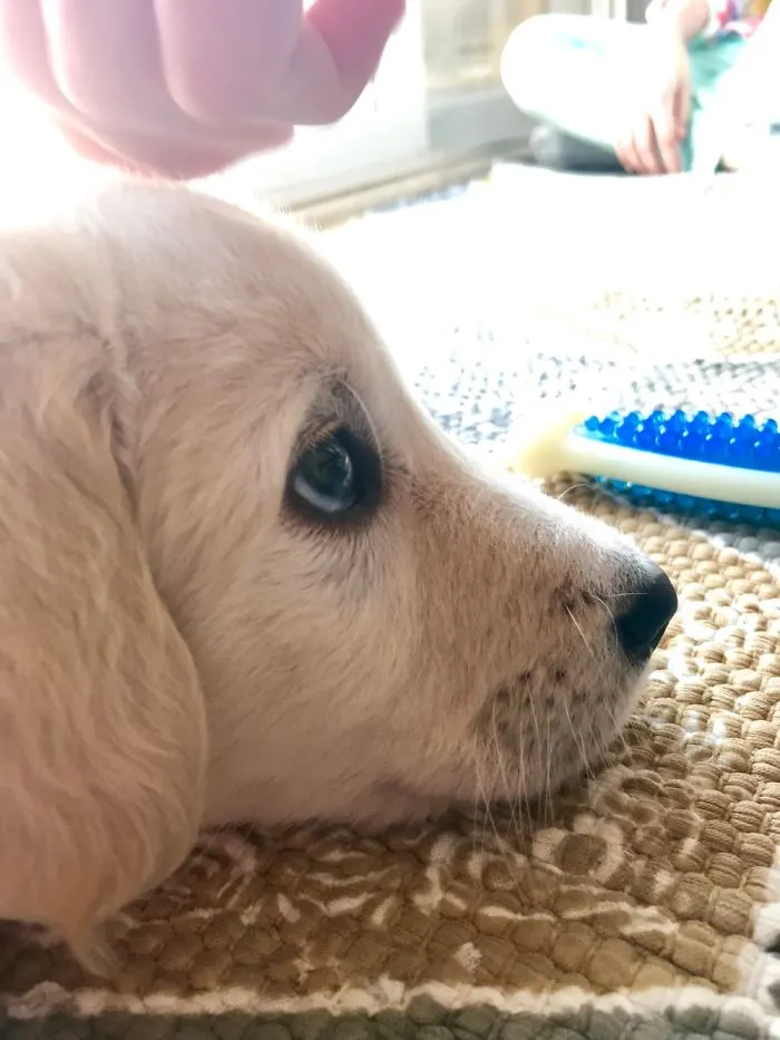 Dog Pic Taken On Iphone 8