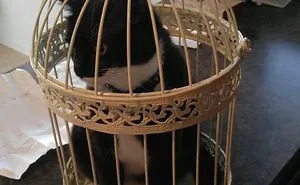 Cat In Birdcage