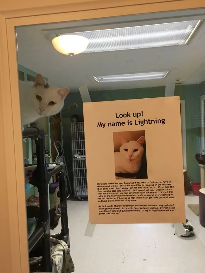 Lightening The Cat Photoboming Himself