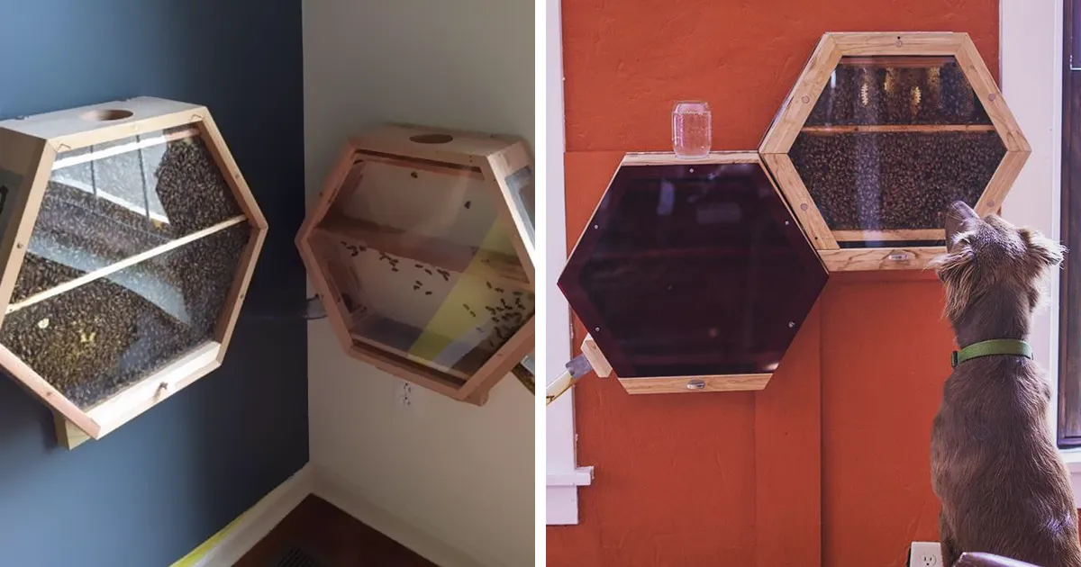 Esta ingeniosa compañía puede instalar una colmena en tu salón, así es como funciona